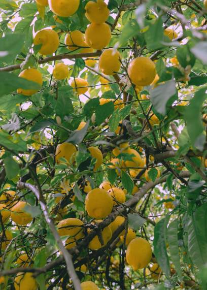 Limoncello